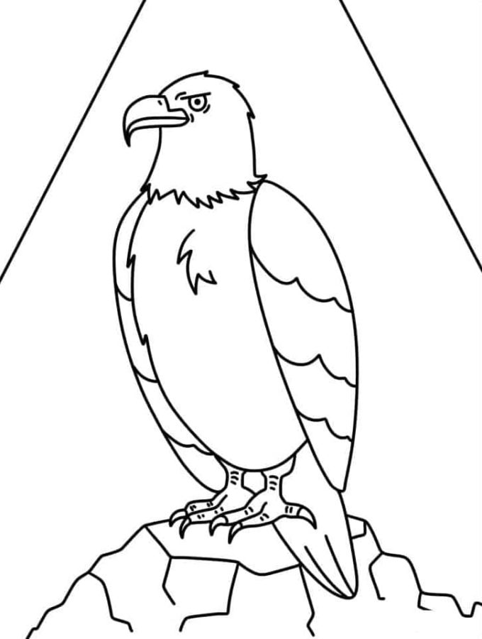Ausmalbilder Weißkopfseeadler | Malvorlagen zum Ausdrucken