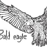 Raskrasil.com-Bald-Eagle-Coloring-Pages-96