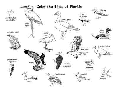 Florida Coloring Pages