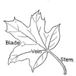 Raskrasil.com-September-Coloring-Pages-29
