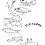 Raskrasil.com-Texas-Coloring-Pages-33