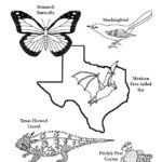 Raskrasil.com-Texas-Coloring-Pages-34