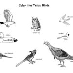 Raskrasil.com-Texas-Coloring-Pages-36