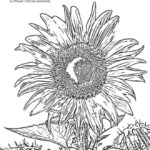 Raskrasil.com-Virginia-Coloring-Pages-26