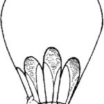 Previous Attachment