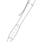 Next Attachment