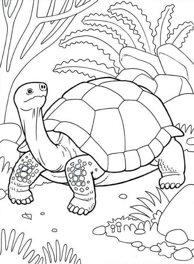 Raskrasil.com-Coloring-Pages-Africa-106