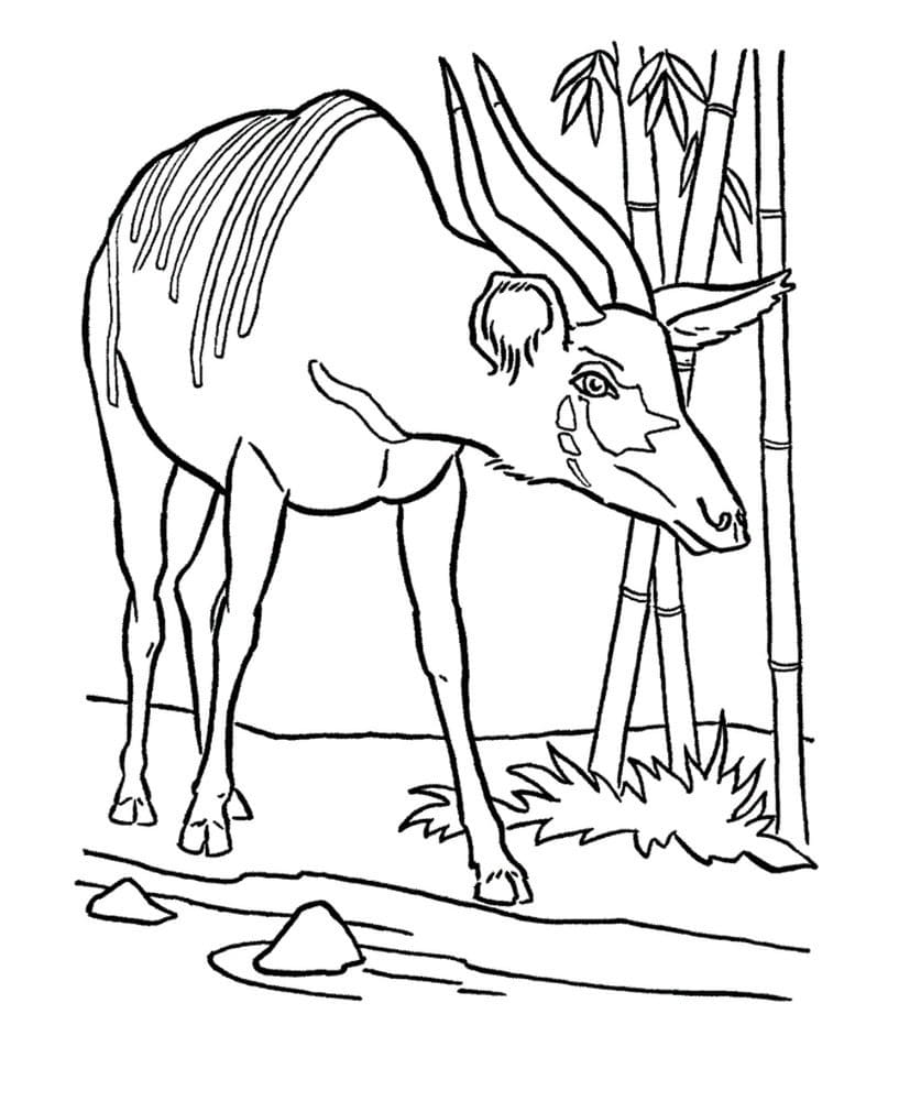 Raskrasil.com-Coloring-Pages-Africa-11