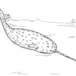 Raskrasil.com-Narwhal-Coloring-Pages-25