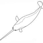 Raskrasil.com-Narwhal-Coloring-Pages-31