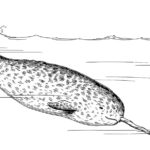 Raskrasil.com-Narwhal-Coloring-Pages-46