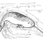 Raskrasil.com-Narwhal-Coloring-Pages-47
