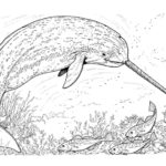 Raskrasil.com-Narwhal-Coloring-Pages-5