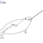 Raskrasil.com-Narwhal-New-Coloring-Pages-10