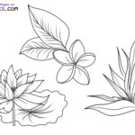 Raskrasil.com-Plants-New-Coloring-Pages-8