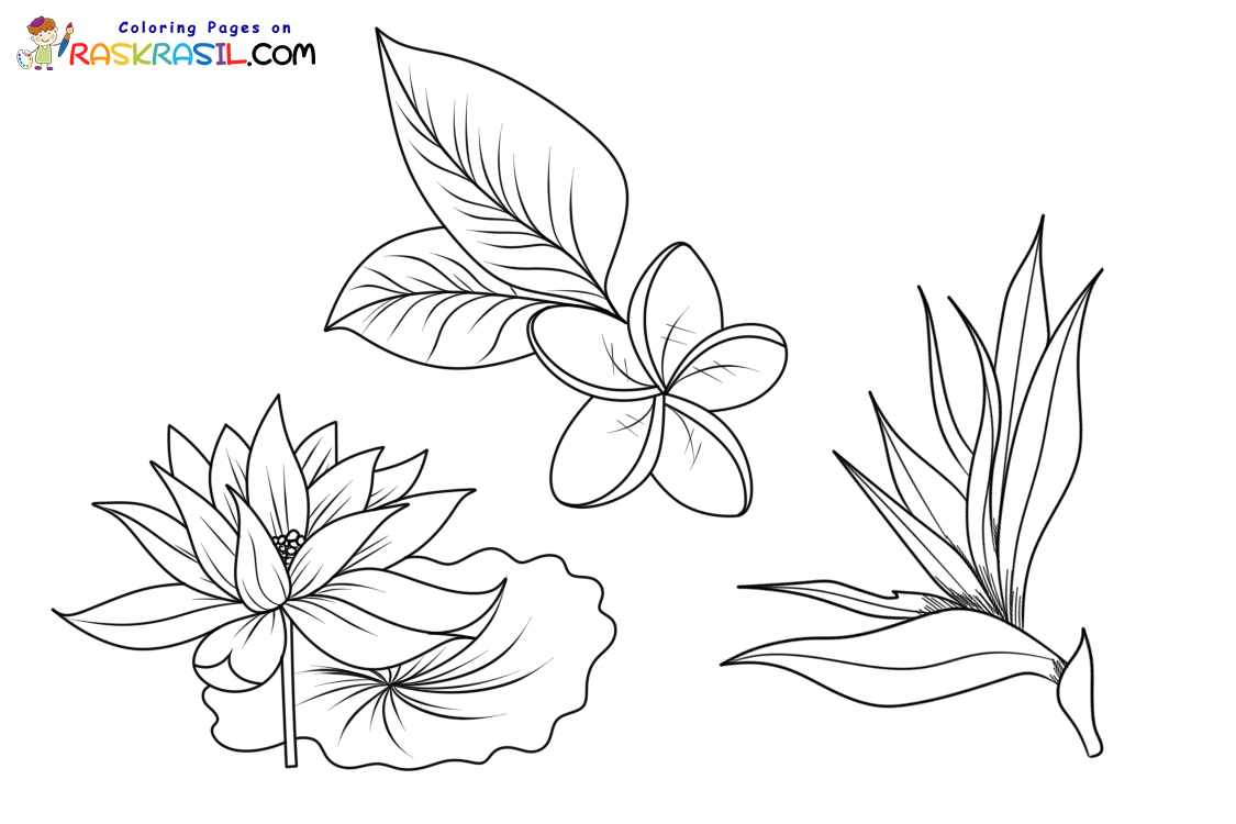 Raskrasil.com-Plants-New-Coloring-Pages-8