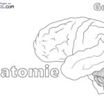 Raskrasil.com-Ausmalbilder-Anatomie-1
