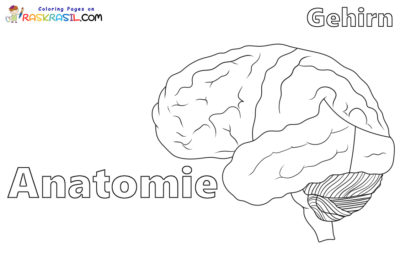 Ausmalbilder Anatomie | Kostenlos Malvorlagen zum Ausdrucken