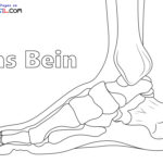 Raskrasil.com-Ausmalbilder-Anatomie-10