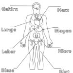 Raskrasil.com-Ausmalbilder-Anatomie-2