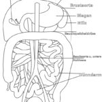 Raskrasil.com-Ausmalbilder-Anatomie-3
