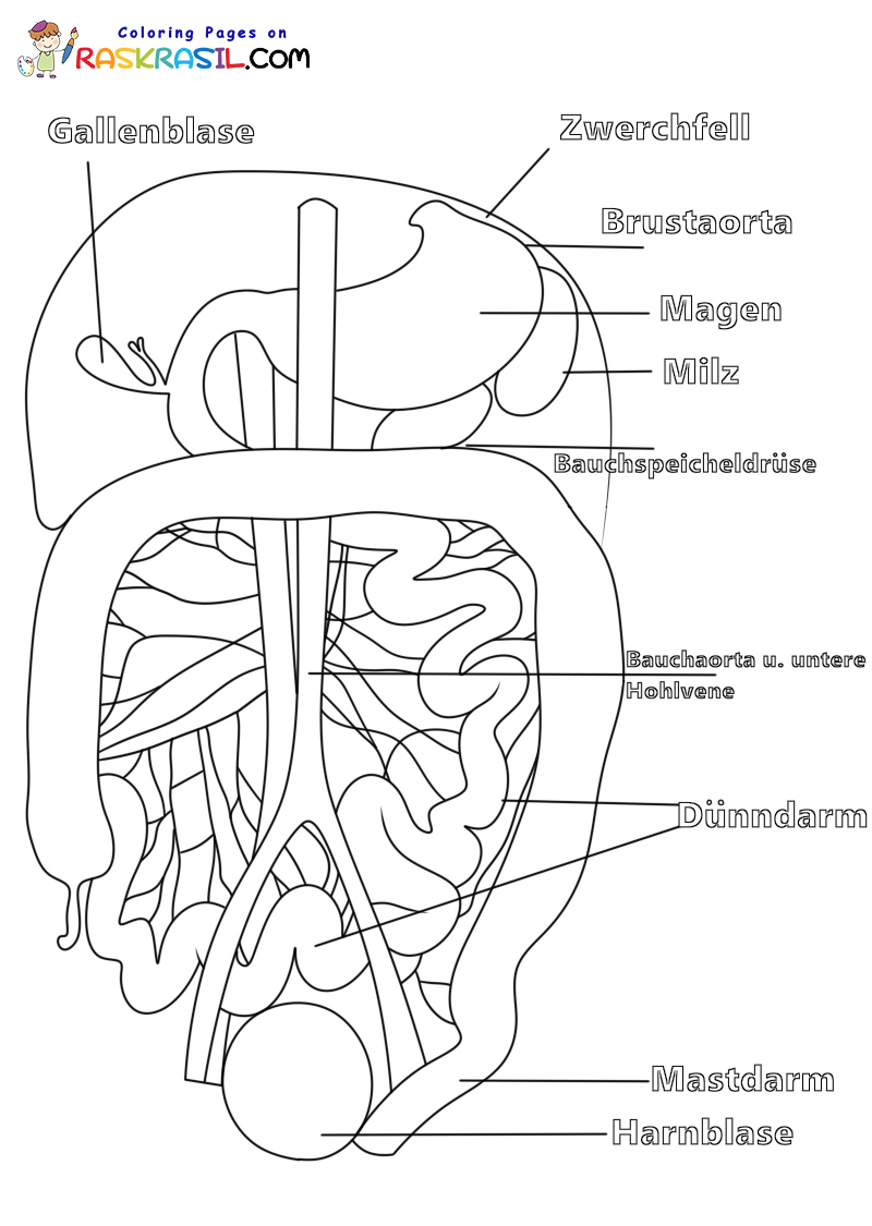 Raskrasil.com-Ausmalbilder-Anatomie-3