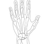 Raskrasil.com-Ausmalbilder-Anatomie-5