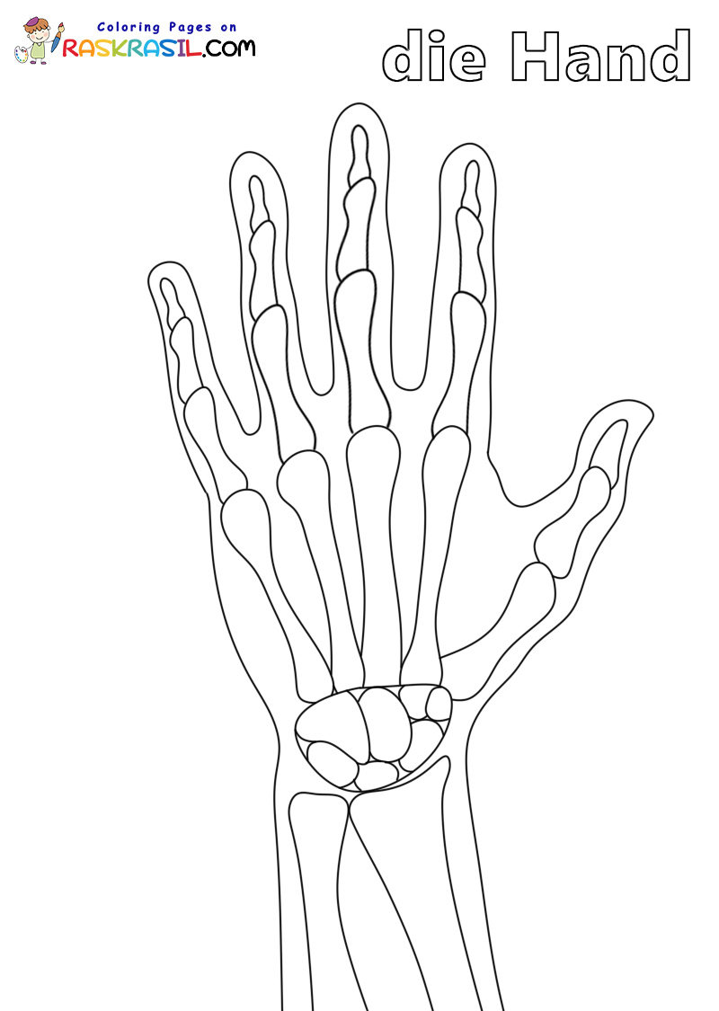 Raskrasil.com-Ausmalbilder-Anatomie-5