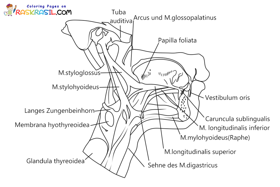 Raskrasil.com-Ausmalbilder-Anatomie-6