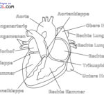 Raskrasil.com-Ausmalbilder-Anatomie-7