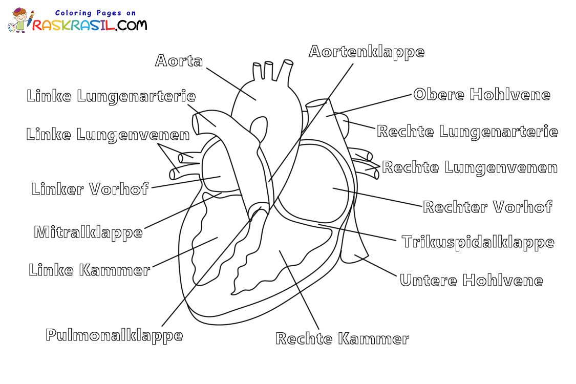 Raskrasil.com-Ausmalbilder-Anatomie-7