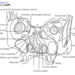 Raskrasil.com-Ausmalbilder-Anatomie-8