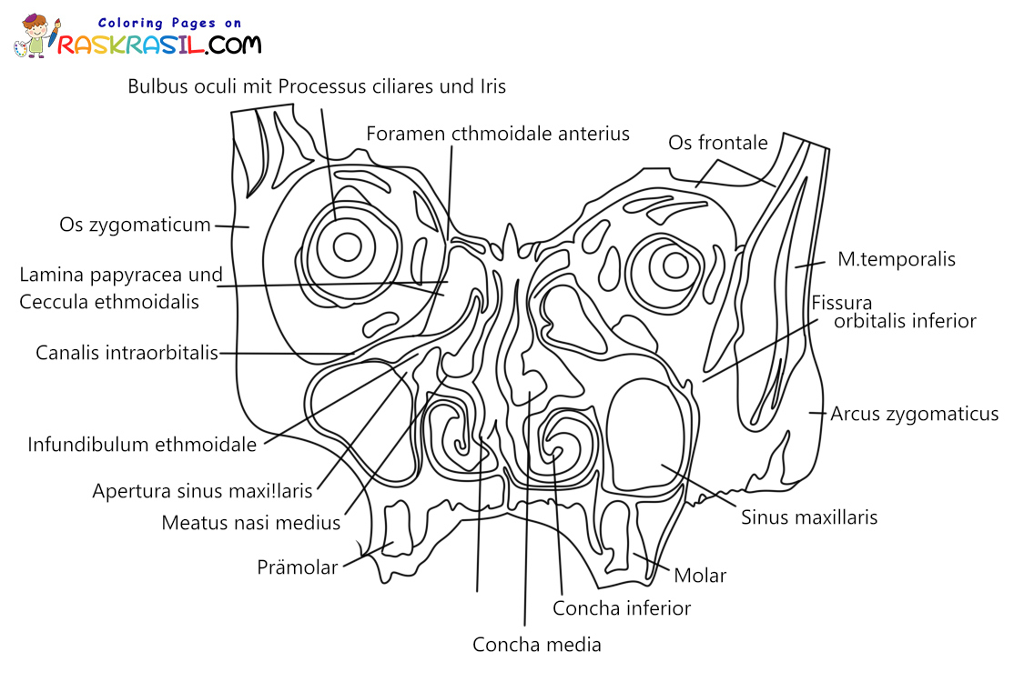 Raskrasil.com-Ausmalbilder-Anatomie-8