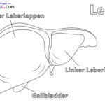 Raskrasil.com-Ausmalbilder-Anatomie-9