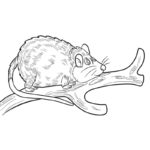 Raskrasil.com-Australian-Animals-Colouring-Pages-Bandicoot