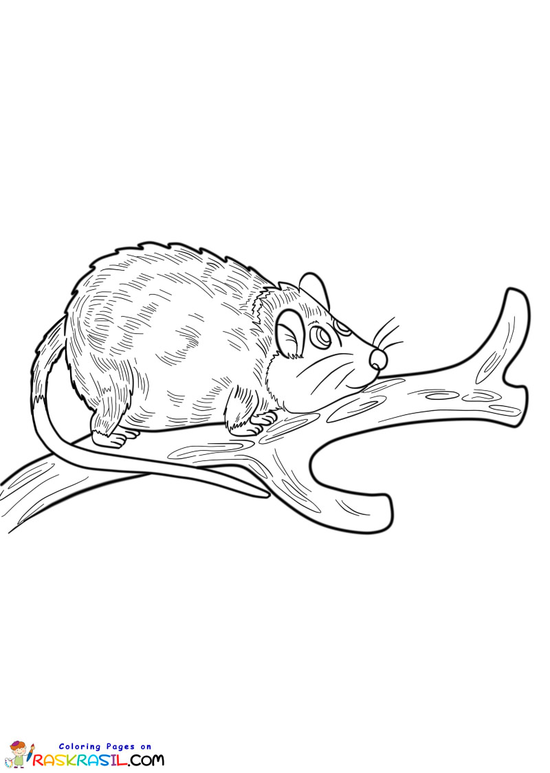 Raskrasil.com-Australian-Animals-Colouring-Pages-Bandicoot
