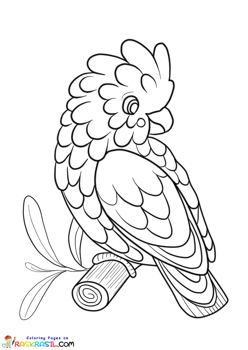 Raskrasil.com-Australian-Animals-Colouring-Pages-Cacatua