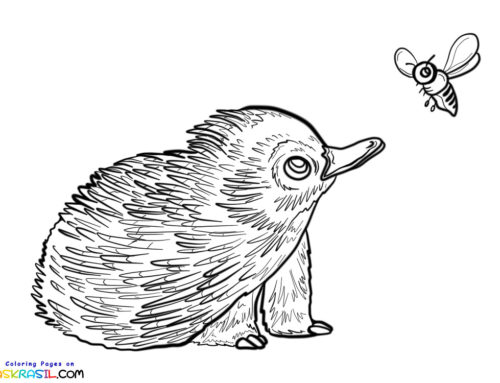 Australian Animals Colouring Pages