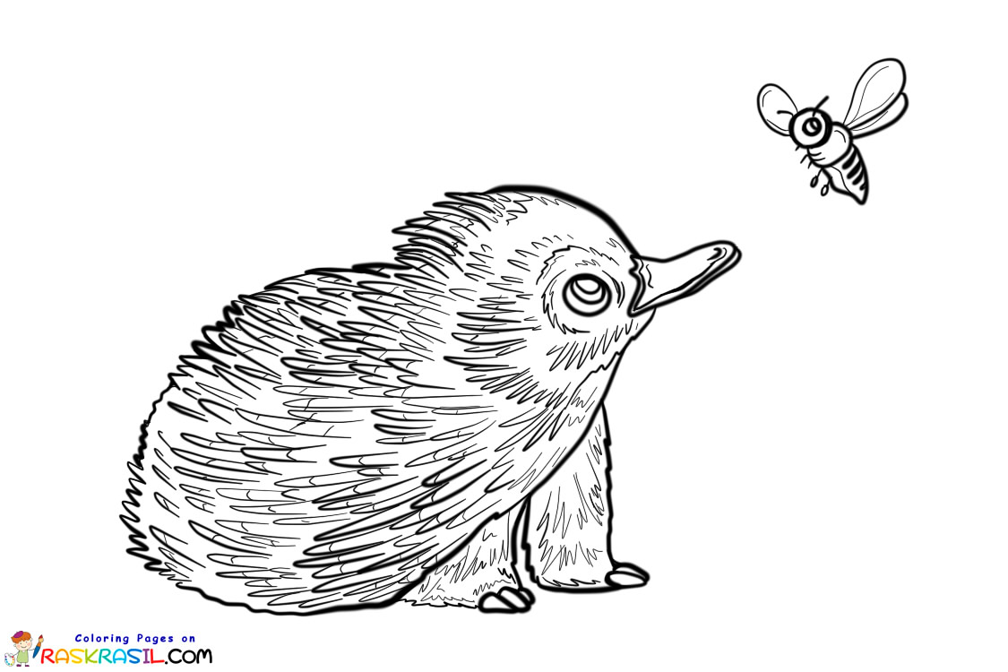 Australian Animals Colouring Pages