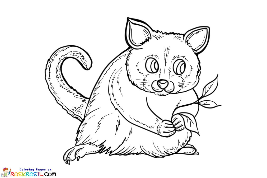 Raskrasil.com-Australian-Animals-Colouring-Pages-Opossum
