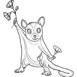 Raskrasil.com-Australian-Animals-Colouring-Pages-Sugar-Glider