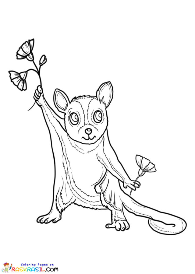 Desenhos de Animais da Austrália para Colorir