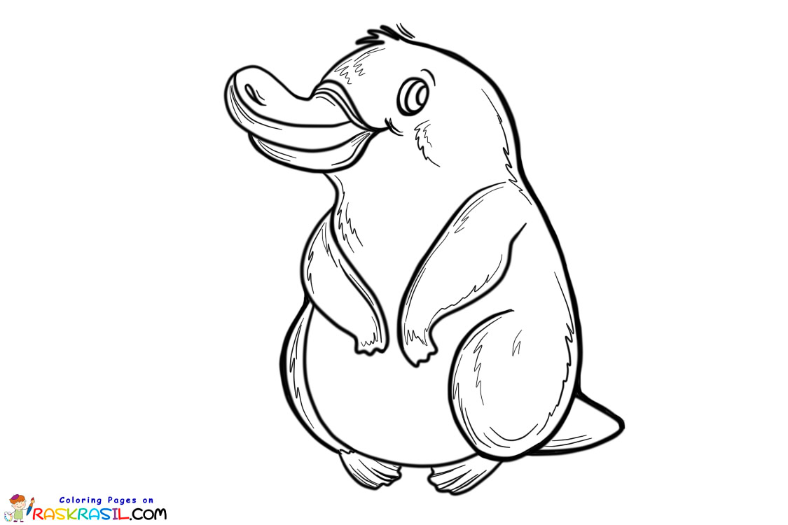 Raskrasil.com-Australian-Animals-Colouring-Pages-Рlatypus