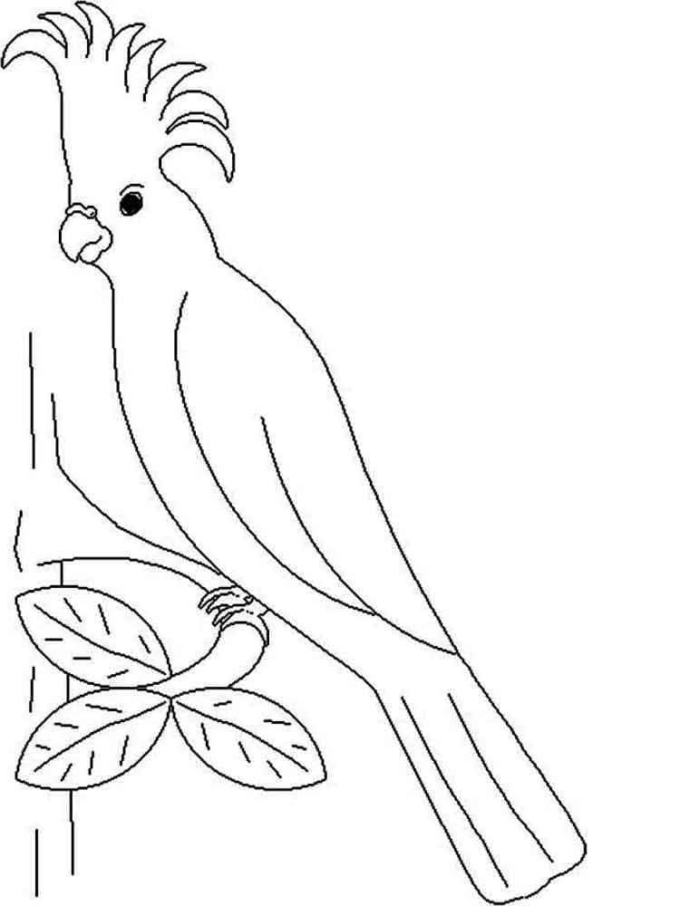 Desenhos de Papagaio para colorir. Imprimir gratuitamente para crianças