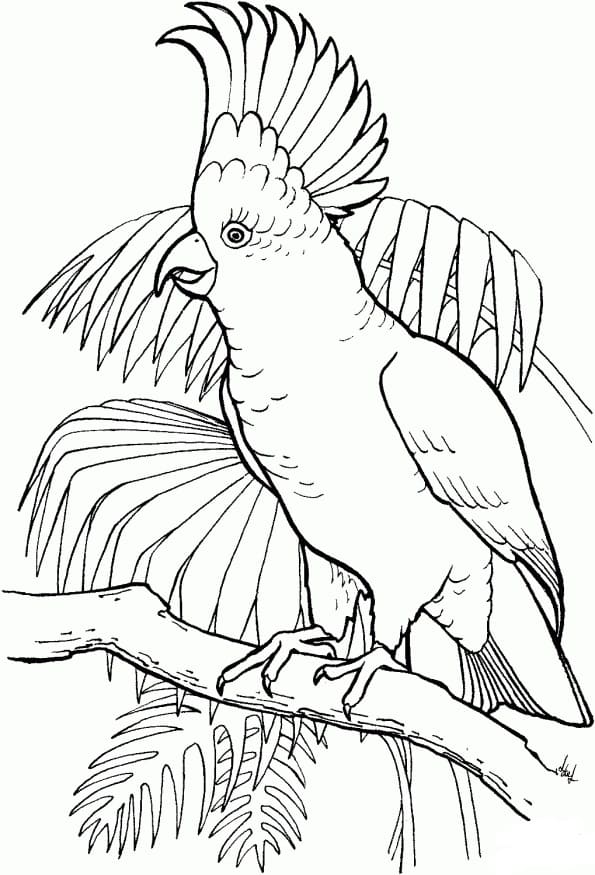 Ausmalbilder Papagei. Drucken Sie kostenlos für Kinder, 100 Bilder
