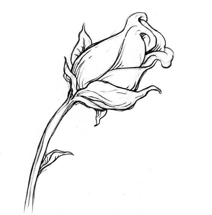 Disegni di Rose da colorare - Stampa online la regina dei fiori