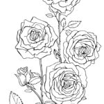 Raskrasil -Rosa (25)