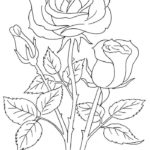 Raskrasil -Rosa (27)