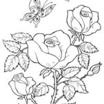 Raskrasil -Rosa (43)