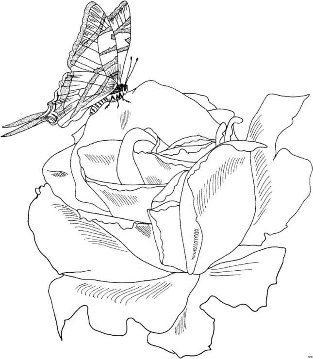 Dibujos de Rosas para colorear - Imprime la reina de las flores en línea